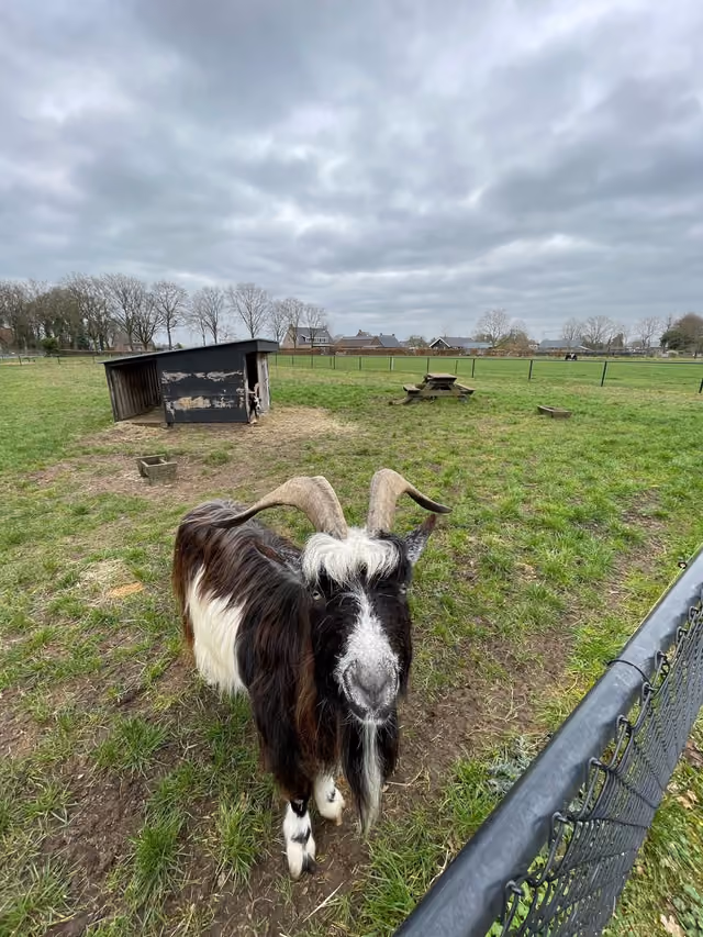 Een geit in de dierenweide