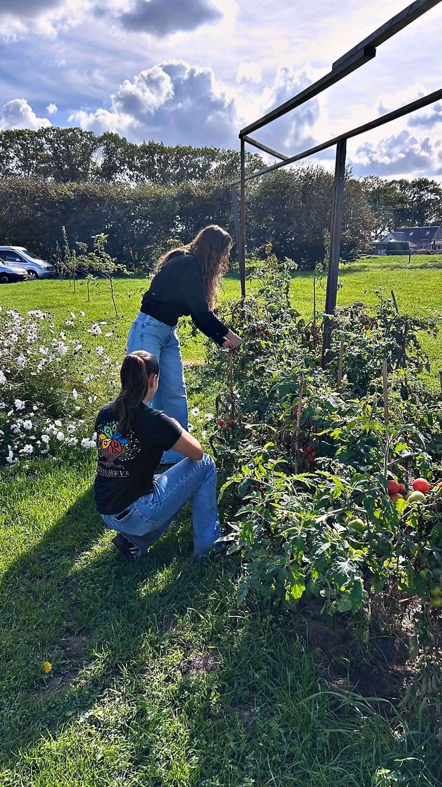 Twee deelnemers plukken tomaten in de kas