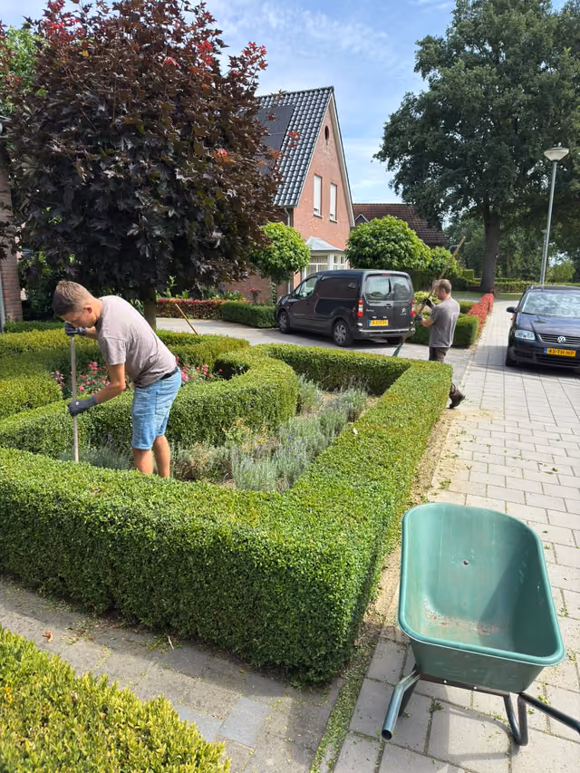 Een deelnemer knipt een buxushaag in een tuin in het dorp