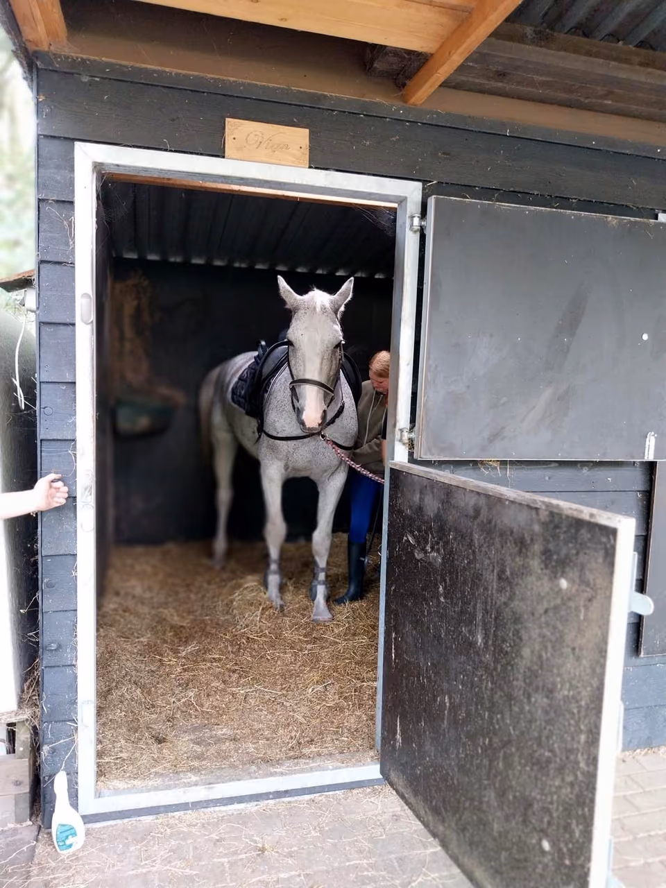 Een schimmelpaard met zadel staat in de open stal met stro, een begeleider maakt de singel vast